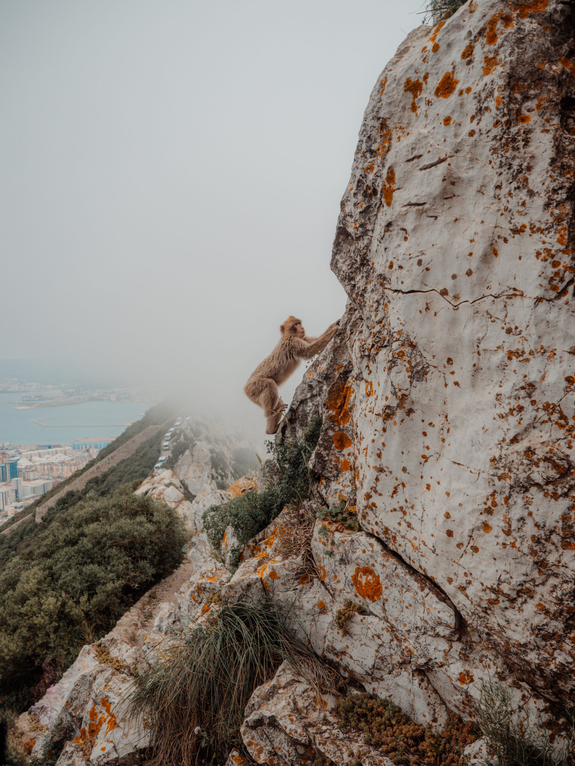 You are currently viewing Gibraltar – Rezerwat Przyrody